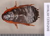 Platyzosteria melanaria (Erichson, 1842): Holotype, male, dorsal. BMNH(E)#878040. (Otu).