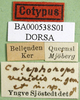 CollectionObject 1581462; 15934e76-15fa-4485-acd2-bb6adccd1ff9, DORSA BA000538S01: labels (paralectotype). (CollectionObject).