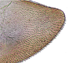 Gonoplac on Coarctana vilavelha Domahovski & Cavichioli, 2023: Female paratype [DZUP]: apical portion of gonoplac, lateral view. (Observation).
