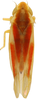 Habitus, dorsal view on Erythridula rufostigmosa (Beamer, 1930): Habitus (paratype of E. rufostigmosa Beamer, INHS collection). (Observation).