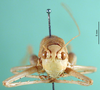 CollectionObject 1502204; 29e9cc3c-144f-4d39-9e15-f386d8b06854: female, frontal view (syntype). (CollectionObject).
