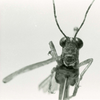 CollectionObject 1581949; 18f36afc-6864-4927-aae3-0b12fa73aa8a: male, frontal view (syntype). (CollectionObject).