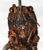 CollectionObject 1576660; NMW 11400, 1472b57d-4e77-4f96-a013-fda45a0e9f1f: female, frontal view (syntype). (CollectionObject).
