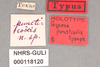 Other: !! display not done !! on Ponana (Ponana) puncticollis (Spångberg, 1878): (Observation).