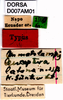 CollectionObject 1505072; e151eb67-e24b-48ec-9f84-75cfbb10ccfc, DORSA D007AM01: labels (syntype). (CollectionObject).