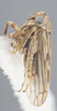 Habitus, lateral view: !! display not done !! on Aceratagallia (Aceratagallia) sanguinolenta (Provancher, 1872): Lateral. (Observation).