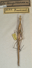 CollectionObject 1558011; NMW 395, eaf633e4-1b73-4567-8e2c-c309edb54d8b: copyright NMW, Vienna. male (holotype). (CollectionObject).