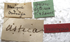 CollectionObject 1505711; b91f3227-0872-4962-a35d-5a9bd80c3888: labels (holotype). (CollectionObject).