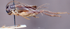 CollectionObject 1536207; NMBA 3225370, 40549100-c475-4c86-a1c5-36732f4696ae: male, lateral view. (CollectionObject).