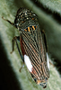 Habitus, dorsal view on Cuerna alpina Oman & Beamer, 1944: U.S.A., Nebraska, Sioux Co., Rt. 20, 1mi W of Harrison. Photo: R. Rakitov. (Observation).