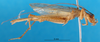 CollectionObject 1500824; 6bab2331-ef91-46c4-b289-34d2f367f604: male, lateral view (lectotype). (CollectionObject).