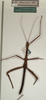 Asprenas brunneri (Stål, 1875): copyright NMW, Vienna. male (not type). (Otu).