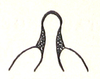 Racilia abbreviata Ramme, 1941: Fig. 40. male fastigium. (Otu).