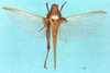 CollectionObject 1477366; b7e9c31c-8fb7-4468-aa0a-6a55598bf2da, NHMUK010924494: female, dorsal view (syntype of Tettix simplex). (CollectionObject).
