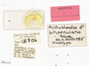 CollectionObject 2007172; 3f881aed-29d9-4272-aeea-af17cf7b3a36, CASTYPE CASTYPE15706: Austroblandex bituberculatus, holotype male, labels. Available at https://monarch.calacademy.org/collections/individual/index.php?occid=2509255&clid=0. (CollectionObject).