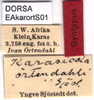CollectionObject 1537526; b3cb5c1b-b2a9-4675-bca7-377b6ebe639a: labels (syntype of Karasicola ortendahli). (CollectionObject).