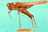 CollectionObject 1566519; 065cf132-9e13-4265-8c70-e5778f38ee22: female, lateral view. (CollectionObject).