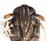 Head: !! display not done !! on Isodelphax basivitta (Van Duzee, 1909): (Observation).
