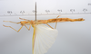CollectionObject 1557078; 7d593be2-8f29-41e0-892b-a6f32695b1e4: copyright ZMUH, Hamburg. female, ventral view (holotype). (CollectionObject).