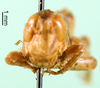 CollectionObject 1575479; 4b30d29b-eed1-4b5a-a90e-17556b6e89fa: male, frontal view (paratype). (CollectionObject).