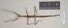 CollectionObject 1561031; NHMUK(SF IMPORT DUPLICATE) 845178-845179, de869378-04ec-471e-8e79-2962a388ba6d: copyright Natural History Museum, London. female of synonym Bacillus coccyx (syntype). (CollectionObject).
