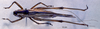 CollectionObject 1537878; fa0cffd6-0ed0-4b1c-9f71-6536420a12b7: female, dorsal view. (CollectionObject).