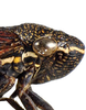 Head: Head and thorax in lateral view. U.S.A. Arizona, Chiricahua Mts. (Observation).