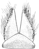 Subgenital plate: !! display not done !! on Lamprotettix nitidulus (Fabricius, 1787): Subgenital plate. (Observation).