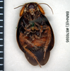 CollectionObject 1573120; 4f6f3598-bd94-4fd9-9d0b-98cc8ff97b95: Copyright Natural History Museum, London. Non-type (adult male) in BM(NH). Ventral view. (CollectionObject).