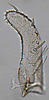 Subgenital plate: (Observation).
