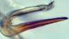 Aedeagus, lateral view: (Observation).