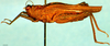 CollectionObject 1505134; 817133e8-1acb-41a9-a97a-641a113262ed: female, lateral view. (CollectionObject).