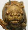 CollectionObject 1534970; 58983405-d5ab-4bb3-a671-ba866e7af8a7: male, frontal view (holotype). (CollectionObject).