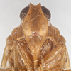 Head on Diastrocixius thelyus Caldwell, 1945: (Observation).