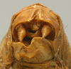CollectionObject 1517481; c227df12-f00c-41d0-9ad0-0a4f0a464527: male abdomen tip (holotype). (CollectionObject).