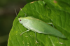 FieldOccurrence 3599; 9ff5dfcf-27dc-4644-a2c2-6d40d07a6bf9; Argentina
Parque Nacional El Impenetrable, 2019/12/23: female (December 2019). (FieldOccurrence).