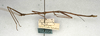 CollectionObject 1557729; NMW 525, 7e3d0367-40d1-4675-a2df-430aaed67010: copyright NMW, Vienna. male, lateral view (syntype). (CollectionObject).
