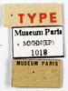 CollectionObject 1587151; MNHN(SF IMPORT DUPLICATE) MNHN-EP-EP1018, 1374c7e1-d63e-45fc-a903-bf9775066c46: CC BY-NC-ND 4.0/MNHN - Depraetere Marion - 2014. Type, female, of glomeriformis Lucas, 1862. Specimen number: MNHN-EP-EP1018. http://coldb.mnhn.fr/catalognumber/mnhn/ep/ep1018. (CollectionObject).