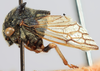 Habitus, lateral view: (Observation).