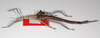 CollectionObject 1576649; ecd9a097-191b-47cc-adcb-fe8903de2994: copyright USNM, Washington. female, lateral view (paratype). (CollectionObject).