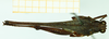 CollectionObject 1585890; de91a95c-4619-4162-8b40-ffcfbfd7a339: male, dorsal view (syntype). (CollectionObject).