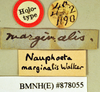 Phoetalia pallida (Brunner von Wattenwyl, 1865): Holotype, unsexed, labels. BMNH(E)#878055. (Otu).