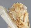 Head: !! display not done !! on Colladonus brunneus (Osborn, 1915): Head/Face. (Observation).