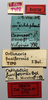 CollectionObject 1518363; 984d6aa7-1f32-4292-a79c-2d5aeeb3d882: male, labels (lectotype of Orthacris fusiformis). (CollectionObject).