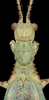CollectionObject 1561254; a5830c31-8504-499b-89c5-6dd13dbca830: copyright ANIC (CSIRO), by B. Koopmans. male: head & thorax, dorsal view (paratype). (CollectionObject).