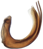 Aedeagus, lateral view: Drabescus zhangi, aedeagus, laterally (MNHN). (Observation).