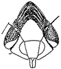 Head: !! display not done !! on Flexamia reflexa (Osborn & Ball, 1897): Face. (Observation).