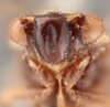 Head on Flosshilda albigera (Stål, 1866): (Observation).