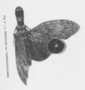 Habitus, dorsal view: !! display not done !! on Fulgora theresopolensis (Fonseca, 1926): (Observation).