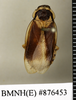 CollectionObject 1573069; 43641197-c450-436f-adcf-48a6a7c528a0: Copyright Natural History Museum, London. Non-type (adult female) in BM(NH). Dorsal view. (CollectionObject).